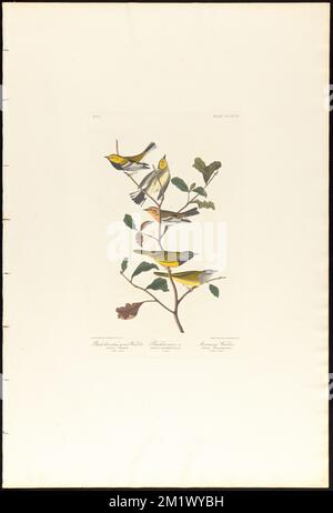 Warbler verde con gola nera. Blackburnian, W. lutto Warbler : Sylvia virens. 1. Maschio. 2. Femmina. Sylvia blackburniæ. 3. Femmina. Sylvia philadelphia. 4. Maschio. 5. Femmina. c.1 v.4 Plate 399 , Uccelli, Setophaga, Warbler verde nero, Geothlypis. Gli uccelli d'America - da disegni originali di John James Audubon Foto Stock