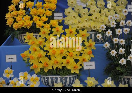 Un bouquet di narcisi gialli e arancioni (Narcissus) Brackenhurst in una mostra a maggio Foto Stock