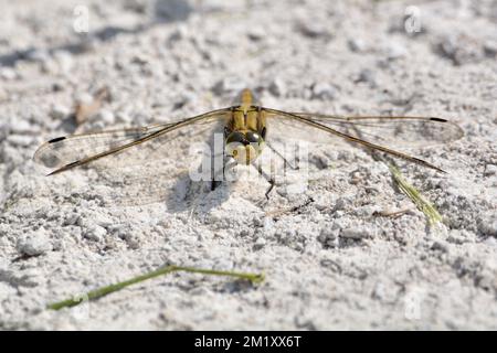 Giallo / Oro / marrone quattro spot Chaser Dragonfly Foto Stock