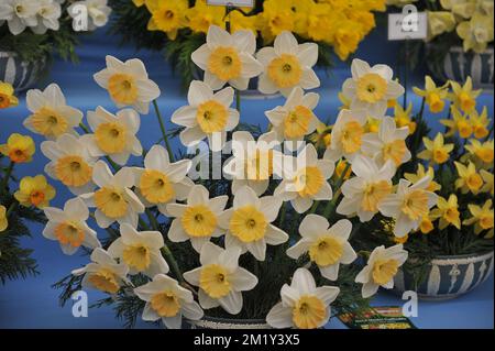 Un bouquet di narcisi gialli e bianchi (Narcissus) profumati Breezen in una mostra a maggio Foto Stock