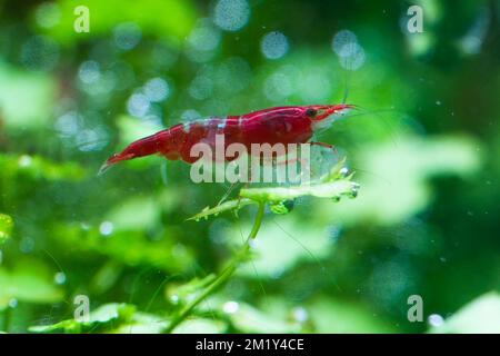 Gamberetto Neocaridina davidi, dipinto in rosso fuoco Foto Stock