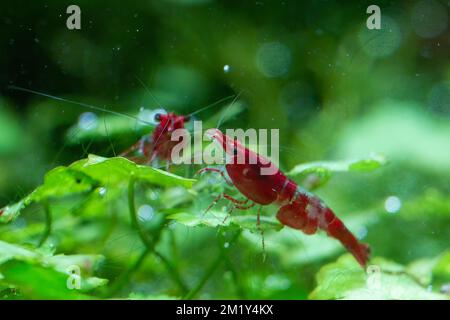 Gamberetto Neocaridina davidi, dipinto in rosso fuoco Foto Stock