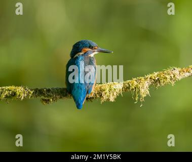 Adolescente maschio comune Martin pescatore su un ramo Foto Stock