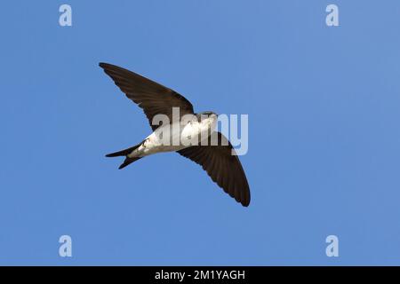 Northern House Martin Foto Stock