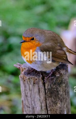 Un Robin Redbreast soffiato per mantenere caldo siede su un fencepost in inverno. Foto Stock