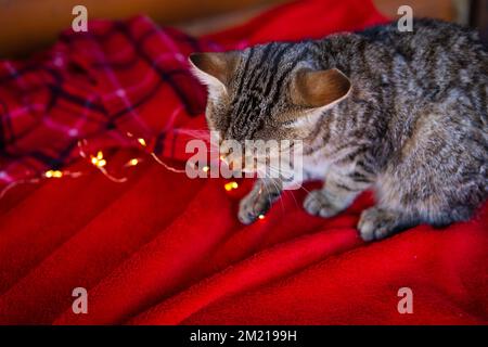 Un gatto grigio domestico siede a casa su una coperta rossa a scacchi e gioca con una ghirlanda. Preparandosi per Natale, umore di festa Foto Stock