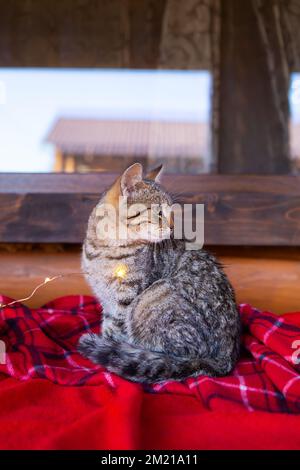 Gatto grigio domestico siede a casa su una coperta rossa a scacchi. Preparandosi per Natale, umore di festa Foto Stock