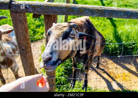 Nutrire una capra al Jimmy's Farm & Wildlife Park, Suffolk, Regno Unito Foto Stock