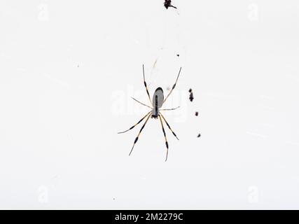 Ragno femminile di seta dorata (Trichonephila / Nophila clappes) sul suo web Foto Stock