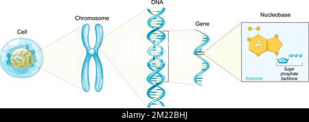 Struttura della cella. Da nucleobasi come adenina a gene, DNA e cromosoma. sequenza genomica. Biologia molecolare. Poster vettoriale Illustrazione Vettoriale