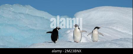 Antartide, Mar di Weddell. Pinguini delie (Pygoscelis adeliae) su iceberg. Foto Stock