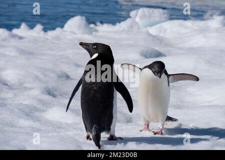 Antartide, Mar di Weddell. Pinguini delie (Pygoscelis adeliae) su iceberg che mostra il dettaglio posteriore e anteriore dei pinguini. Foto Stock