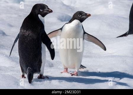 Antartide, Mar di Weddell. Pinguini delie (Pygoscelis adeliae) su iceberg che mostra il dettaglio posteriore e anteriore dei pinguini. Foto Stock