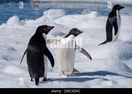 Antartide, Mar di Weddell. Pinguini delie (Pygoscelis adeliae) su iceberg che mostra il dettaglio posteriore e anteriore dei pinguini. Foto Stock