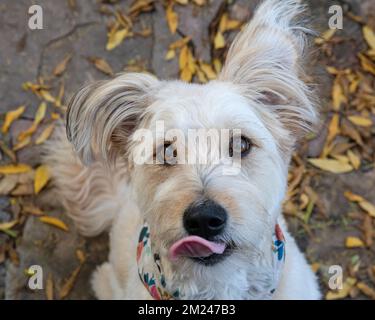 Carino cane, poodle mix, guardando la fotocamera con lingua fuori. Foto Stock