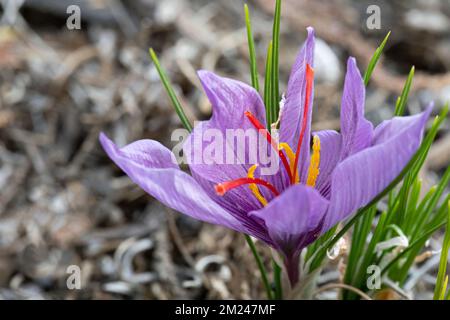 Croco allo zafferano (Crocus sativus), AKA: Croco autunnale in fiore. I suoi stigmi sono conosciuti come lo zafferano delle spezie. Foto Stock