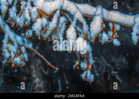 Linden coperto di prima neve. Ramo di Linden con fioritura a secco in inverno. Foto Stock