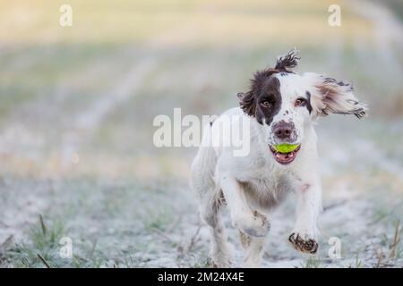 Springer Spaniel cane da lavoro che recupera una palla da tennis mentre gioca a fetch. Foto Stock