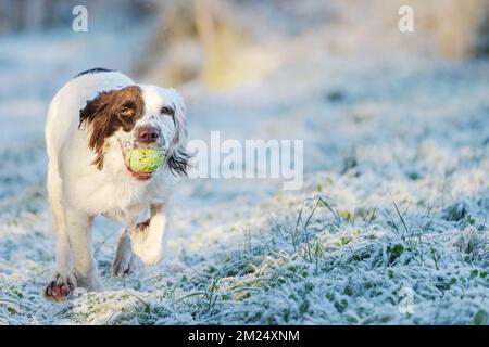 Springer Spaniel cane da lavoro che recupera una palla da tennis mentre gioca a fetch. Foto Stock
