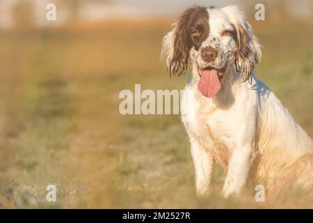 English Springer Spaniel working dog sitting in golden sunlight on frosty grass Stock Photo