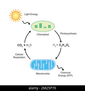 Progettazione scientifica di fotosintesi e respiro cellulare. Illustrazione vettoriale. Illustrazione Vettoriale