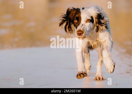 Inglese Springer Spaniel cane da lavoro che corre attraverso la spiaggia verso la macchina fotografica. Foto Stock
