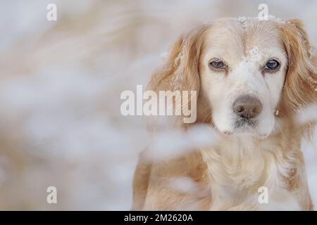 Ritratto di cucciatore d'oro spaniel cane da lavoro nella neve. Contatto con gli occhi e carino. Foto Stock