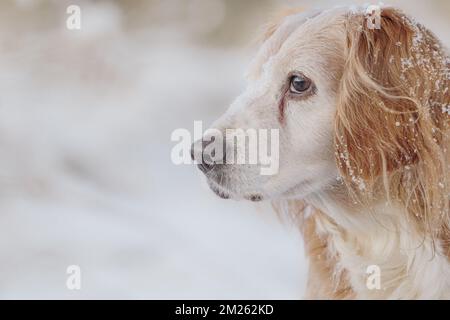 Ritratto di cucciatore d'oro spaniel cane da lavoro nella neve. Contatto con gli occhi e carino. Foto Stock