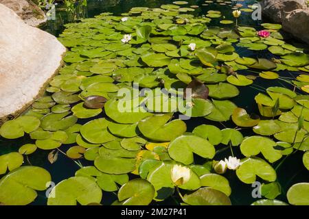 Nymphaea - piante di ninfee in stagno in giardino di Zen al giardino di Route des Gerbes d'Angelica in primavera, Mirabel, Quebec, Laurentians, Canada. Foto Stock