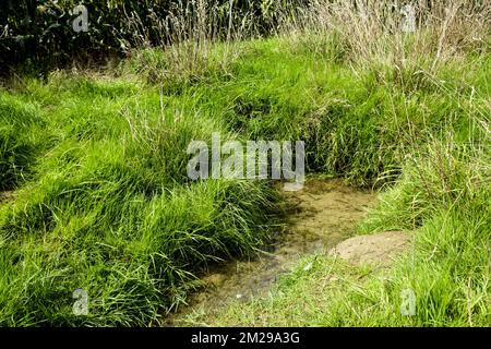 Valle di Lasne a Rixensart acqua di sorgente al fondo di un campo nella valle | Vallee de la Lasne a Rixensart Petite source au pied des Champ dans le vallon du Carpu 22/08/2017 Foto Stock