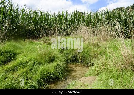 Valle di Lasne a Rixensart acqua di sorgente al fondo di un campo nella valle | Vallee de la Lasne a Rixensart Petite source au pied des Champ dans le vallon du Carpu 22/08/2017 Foto Stock