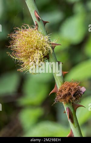 Rose bedeguar gall / Robin's pincushion gall / moss gall (Diplolepis rosae) distortion caused by the gall wasp (Diplolepis rosae) on dog rose | Cynips du rosier (Diplolepis rosae) sur Rosier des Chiens / Rosier des haies / Églantier des chiens (Rosa canina L.) 24/08/2017 Stock Photo