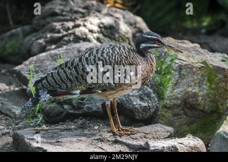 Sunbittern (Eurypyga helias) originario dell'America Centrale e Meridionale | Caurale soleil (Eurypyga helias) oiseau Tropical de l'Amérique centrale et de l'Amérique du Sud 17/09/2017 Foto Stock