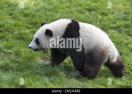 Panda gigante (Ailuropoda melanoleuca) cucciolo di un anno a piedi in zoo | Panda géant (Ailuropoda melanoleuca) jeune 20/09/2017 Foto Stock
