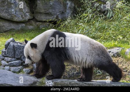 Panda gigante (Ailuropoda melanoleuca) giovanile in zoo con bambù come cibo | Panda géant (Ailuropoda melanoleuca) petit 20/09/2017 Foto Stock