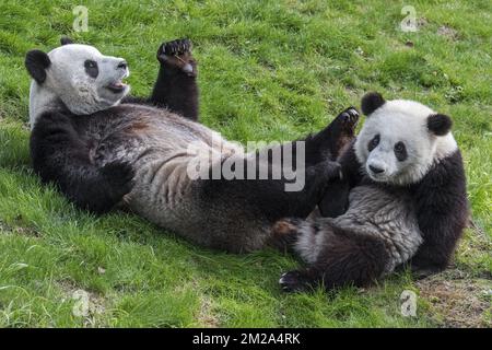 Panda gigante (Ailuropoda melanoleuca) femmina con cucciolo di un anno in zoo | Panda géant (Ailuropoda melanoleuca) mère avec petit 20/09/2017 Foto Stock