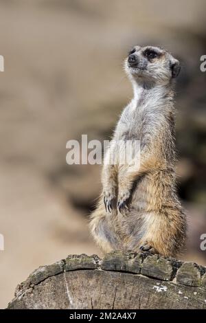 Meerkat / Suricate (Suricata suricatta) al punto di osservazione, che funge da sentry watching for Danger | Suricate (Suricata suricatta) 25/09/2017 Foto Stock