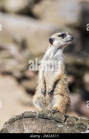 Meerkat / Suricate (Suricata suricatta) al punto di osservazione, che funge da sentry watching for Danger | Suricate (Suricata suricatta) 25/09/2017 Foto Stock