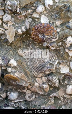 Seashells, nautilus and ammonite shell fossils embedded in rock | Nautile et ammonites fossilisées 25/09/2017 Stock Photo