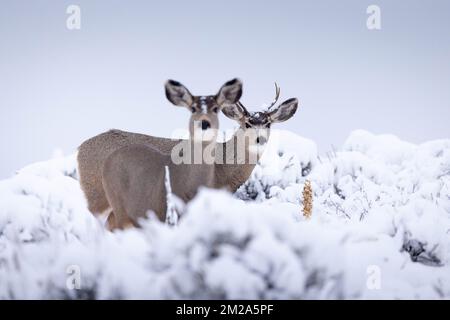 Un capriolo mulo in piedi dietro una femmina del cervo in un paesaggio innevato su Antelope Flats. Grand Teton National Park, Wyoming Foto Stock