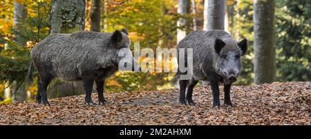 Two young wild boars (Sus scrofa) in autumn forest during the hunting season | Deux jeunes sangliers (Sus scrofa) en forêt en automne 16/10/2017 Stock Photo