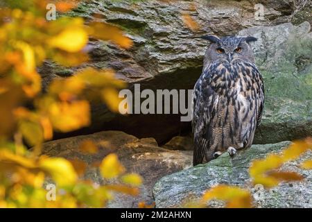 Gufo d'aquila eurasiatica (Bubo bubo) seduto su una sporgenza rocciosa nella parete della scogliera nella foresta autunnale | Hibou Grand-duc / Grand-duc d'Europe (Bubo bubo) 17/10/2017 Foto Stock