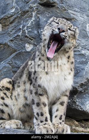 leopardo della neve / oncia (Panthera uncia / uncia uncia) in faccia rocciosa sbadiglio, originario delle catene montuose dell'Asia centrale e meridionale | Panthère des neiges / Léopard des neiges / Once (Panthera uncia / uncia uncia) 13/10/2017 Foto Stock