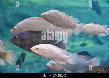 Lago Malawi Cichlids | Cichlidés du Lac Malawi 16/11/2017 Foto Stock