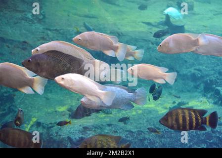 Lago Malawi Cichlids | Cichlidés du Lac Malawi 16/11/2017 Foto Stock