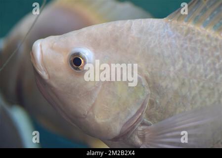 Lago Malawi Cichlids | Cichlidés du Lac Malawi 16/11/2017 Foto Stock