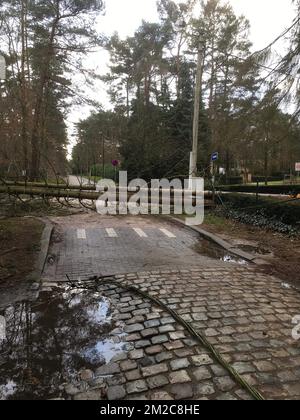 L'immagine mostra la scena a Rijmenam, Bonheiden, dove un albero sradicato ha causato un'interruzione di corrente, giovedì 18 gennaio 2018. PEETERS BELGA PHOTO MAARTEN Foto Stock