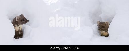 Two playful pine martens (Martes martes) looking through gaps in the snow in winter | Deux martres des pins (Martes martes) chassant dans la neige en hiver 20/01/2017 Stock Photo