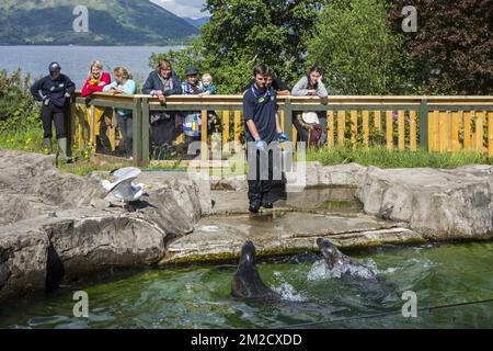 Chi assiste gli animali alimenta i pesci alle foche comuni davanti ai visitatori dello Scottish Sea Life Sanctuary vicino a Oban, Argyll e Bute, Scozia, Regno Unito | Nourrissage de phoques par gardien à Sea Life Sanctuary, Oban, Argyll e Bute, Ecosse, Royaume-uni 05/06/2017 Foto Stock