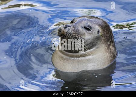 Sigillo comune / sigillo porto / sigillo porto (Phoca vitulina) galleggiante in acqua, primo piano ritratto | Phoque commun / veau marin (Phoca vitulina) nageant 05/06/2017 Foto Stock